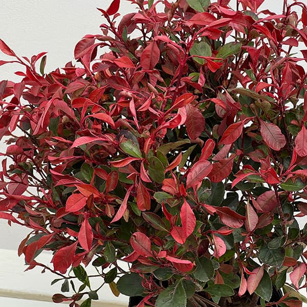 カナメモチ：リトルフェンナ5号ポット