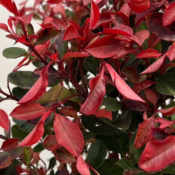 カナメモチ：リトルフェンナ5号ポット