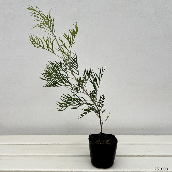 グレビレア：ピーチズアンドクリーム3号ポット