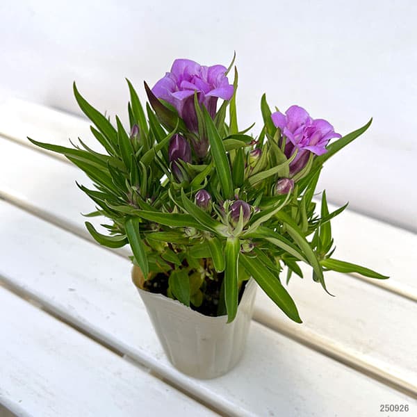 リンドウ:アシロブーケ ロゼ3号ポット