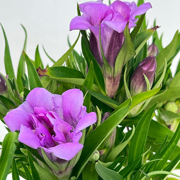 リンドウ:アシロブーケ ロゼ3号ポット