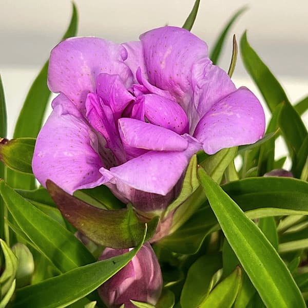 リンドウ:アシロブーケ ロゼ3号ポット