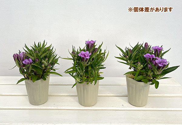 リンドウ:アシロブーケ ロゼ3号ポット