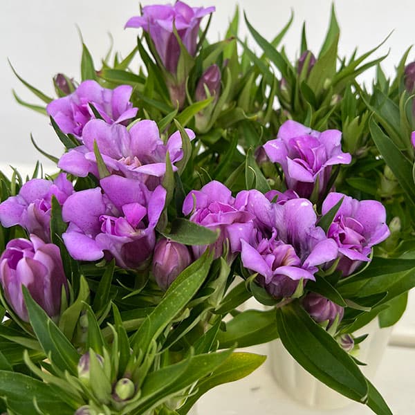 リンドウ:アシロブーケ ロゼ3号ポット