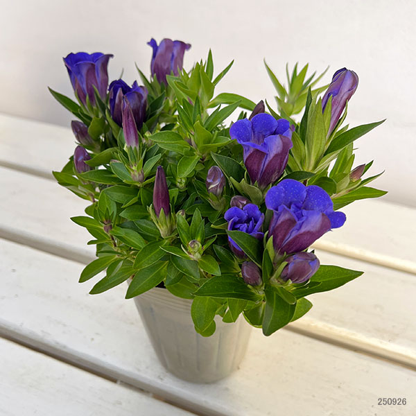 リンドウ:アシロブーケ マリン3号ポット