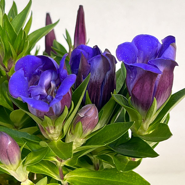 リンドウ:アシロブーケ マリン3号ポット