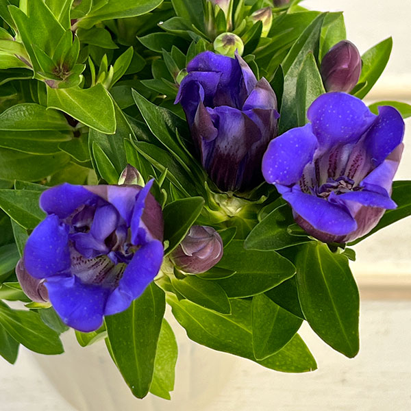 リンドウ:アシロブーケ マリン3号ポット