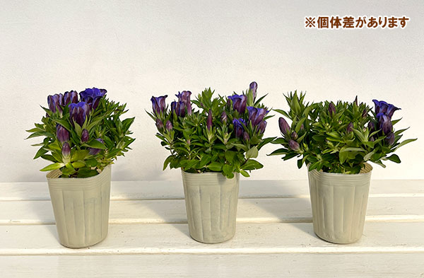 リンドウ:アシロブーケ マリン3号ポット