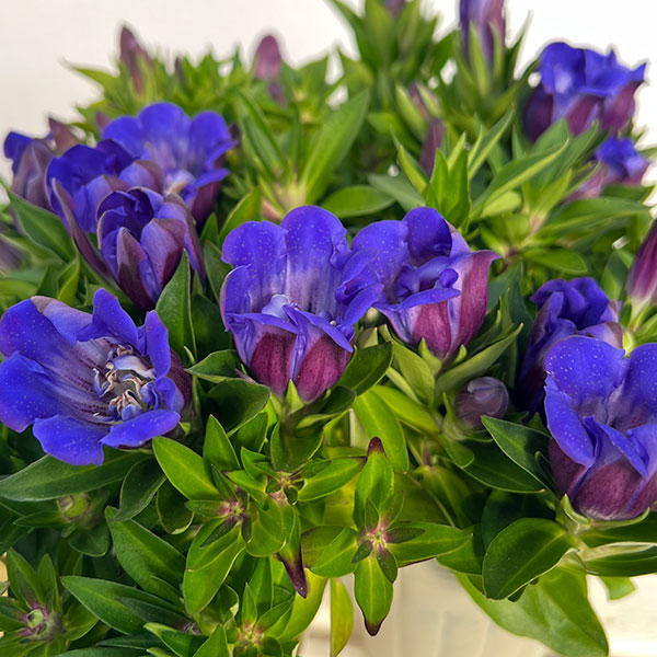 リンドウ:アシロブーケ マリン3号ポット