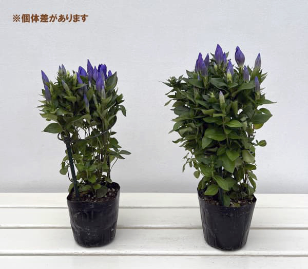 リンドウ：花巻銀河ブルー3.5号ポット
