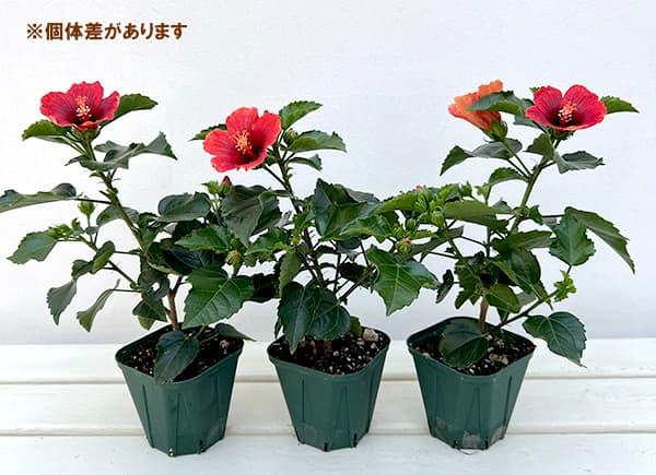 ハイビスカス:プチニクシー 3.5号ポット