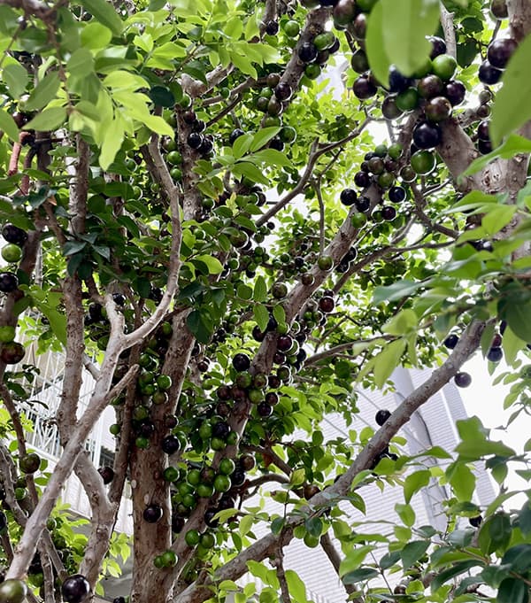 ジャボチカバ 8号鉢植え の通販 | 園芸ネット