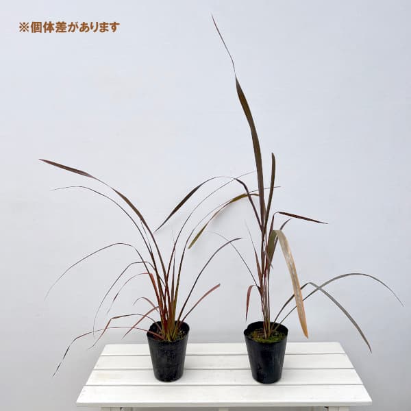 ニューサイラン銅葉5号ポット