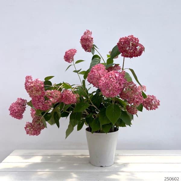 アジサイ:ピンクのアナベル 5号鉢植え