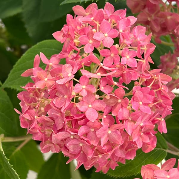アジサイ:ピンクのアナベル 5号鉢植え