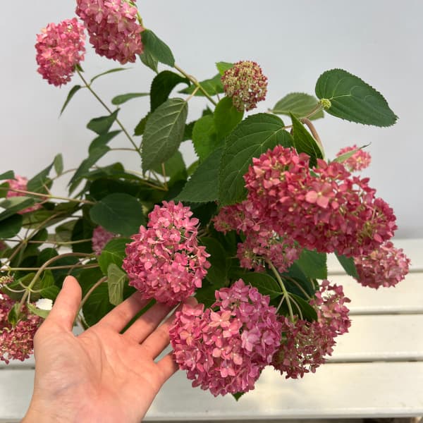 アジサイ:ピンクのアナベル 5号鉢植え