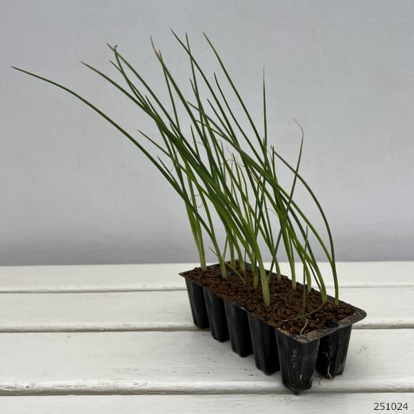 園芸ネット本店｜玉ねぎプラグ苗：極苗：白玉ねぎ サラダ向き 超サラダ