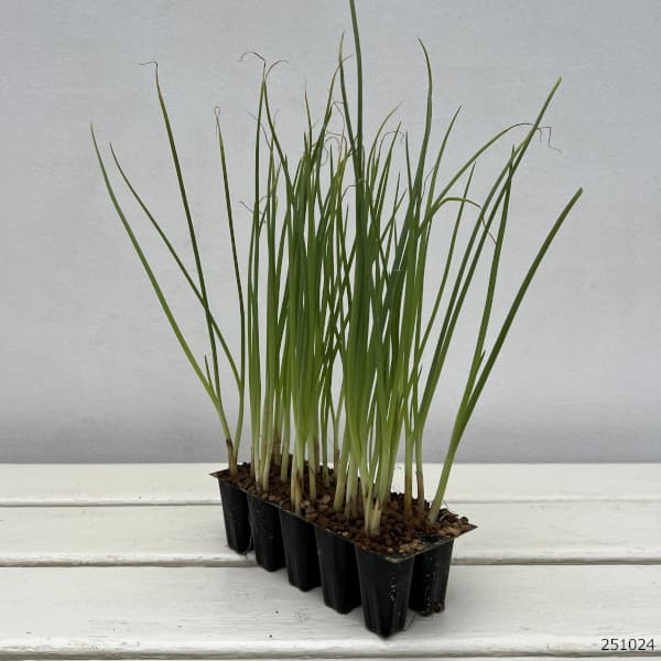 園芸ネット本店｜玉ねぎプラグ苗：極苗：黄玉ねぎ 貯蔵向き スワロー10