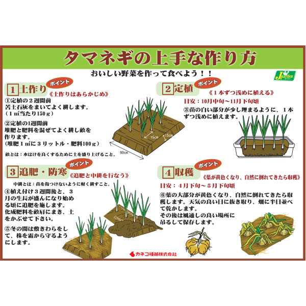 [25年10月中下旬予約]玉ねぎプラグ苗：極苗：白玉ねぎ サラダ向き 超サラダ 10セル（15本前後）