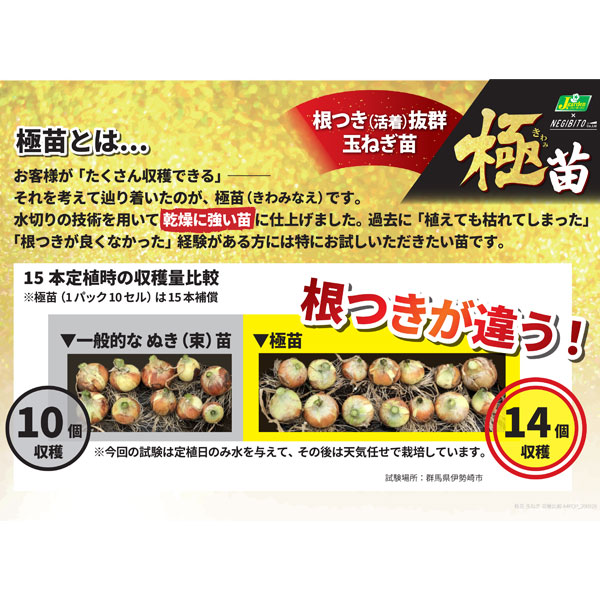 [25年10月中下旬予約]玉ねぎプラグ苗：極苗：白玉ねぎ サラダ向き 超サラダ 10セル（15本前後）