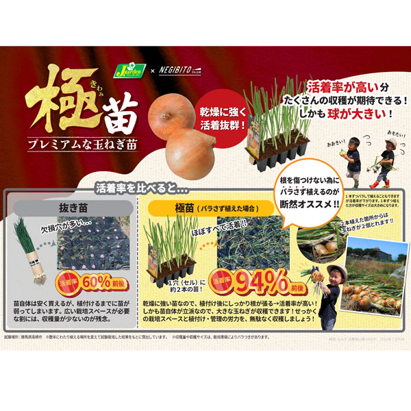 [25年10月中下旬予約]玉ねぎプラグ苗：極苗：白玉ねぎ サラダ向き 超サラダ 10セル（15本前後）