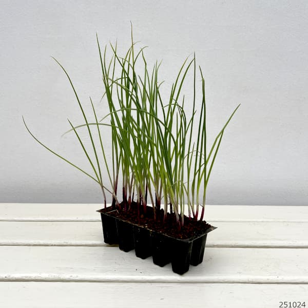 園芸ネット本店｜玉ねぎプラグ苗：極苗：赤玉ねぎ サラダ向き レッド