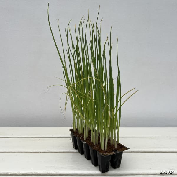 ねぎプラグ苗「極苗」：秋植え白ねぎ　10セル（30本前後）