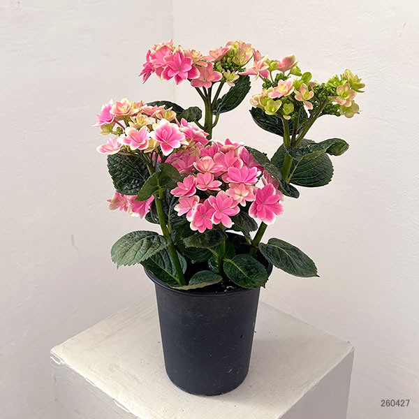 園芸ネット本店｜アジサイ：凛（りん）4号鉢植え の通販【公式】