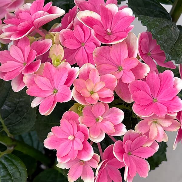 園芸ネット本店｜アジサイ：凛（りん）4号鉢植え の通販【公式】