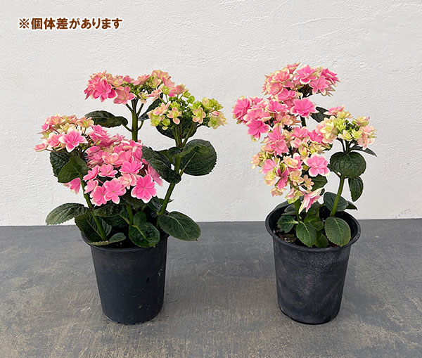 園芸ネット本店｜アジサイ：凛（りん）4号鉢植え の通販【公式】