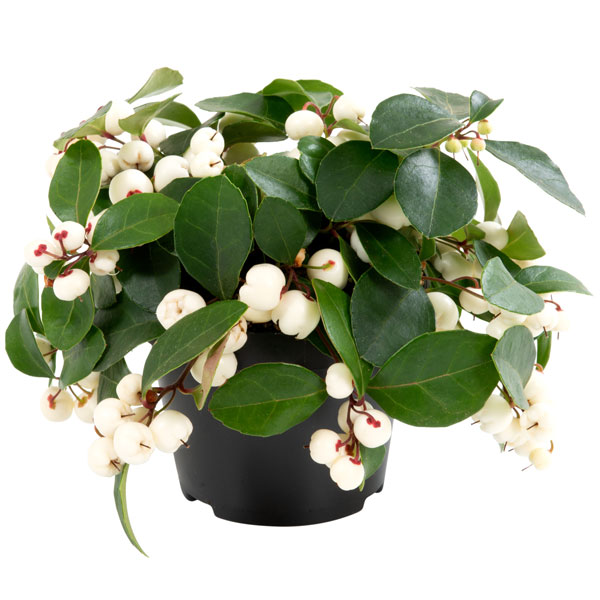 チェッカーベリー（ゴーテリア）：チャオベラ ホワイト3.5号ポット[鑑賞期間10月～1月　ゴールテリア・ヒメコウジ　実付きよく美しい品種]