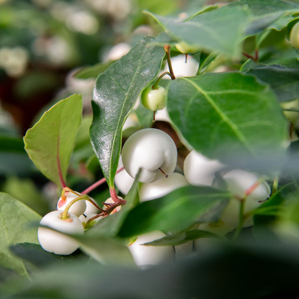 チェッカーベリー（ゴーテリア）：チャオベラ ホワイト3.5号ポット[鑑賞期間10月～1月　ゴールテリア・ヒメコウジ　実付きよく美しい品種]