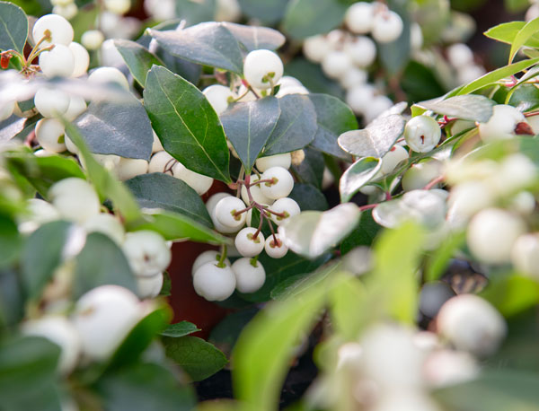 チェッカーベリー（ゴーテリア）：チャオベラ ホワイト3.5号ポット[鑑賞期間10月～1月　ゴールテリア・ヒメコウジ　実付きよく美しい品種]