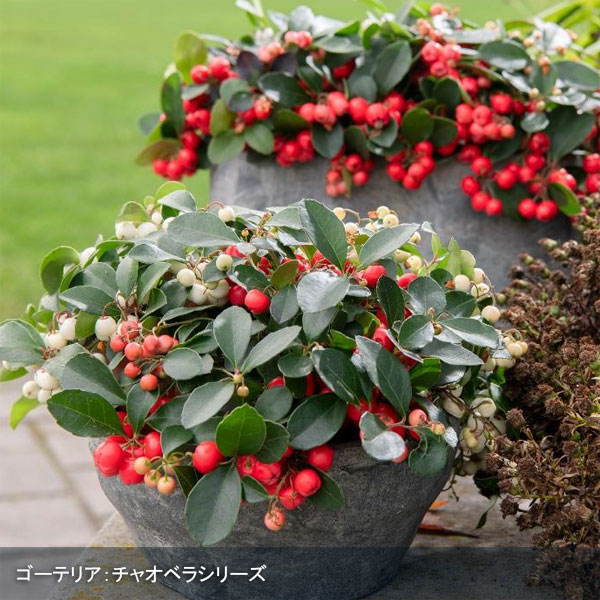 チェッカーベリー（ゴーテリア）：チャオベラ ホワイト3.5号ポット[鑑賞期間10月～1月　ゴールテリア・ヒメコウジ　実付きよく美しい品種]