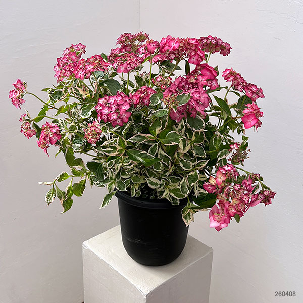 ヤマアジサイ：御殿場錦（ゴテンバニシキ）ピンク7号鉢植え