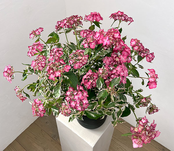 ヤマアジサイ：御殿場錦（ゴテンバニシキ）ピンク7号鉢植え