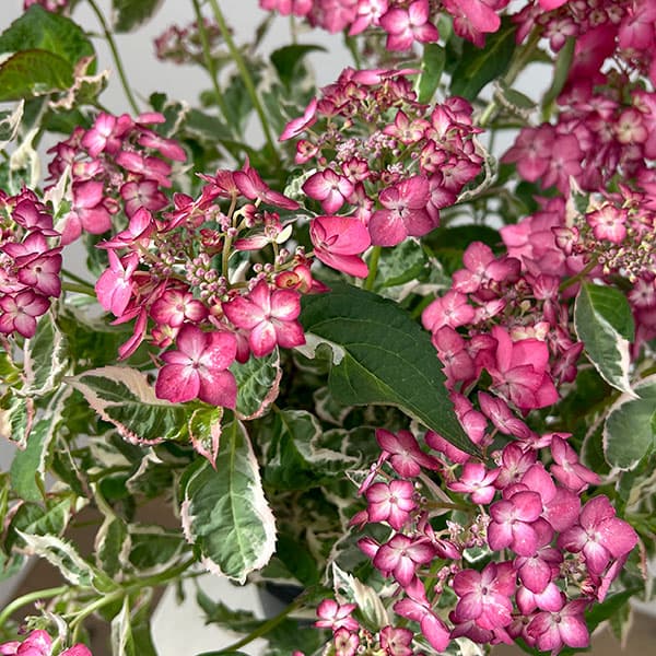 ヤマアジサイ：御殿場錦（ゴテンバニシキ）ピンク7号鉢植え