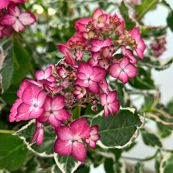 ヤマアジサイ：御殿場錦（ゴテンバニシキ）ピンク7号鉢植え