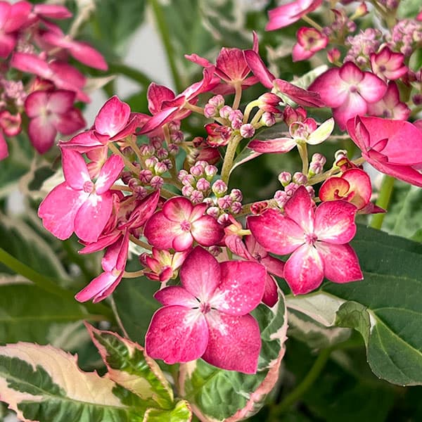 ヤマアジサイ：御殿場錦（ゴテンバニシキ）ピンク7号鉢植え