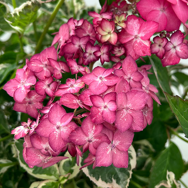 ヤマアジサイ：御殿場錦（ゴテンバニシキ）ピンク7号鉢植え