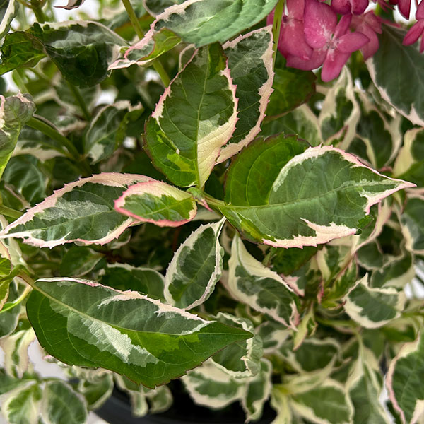 ヤマアジサイ：御殿場錦（ゴテンバニシキ）ピンク7号鉢植え