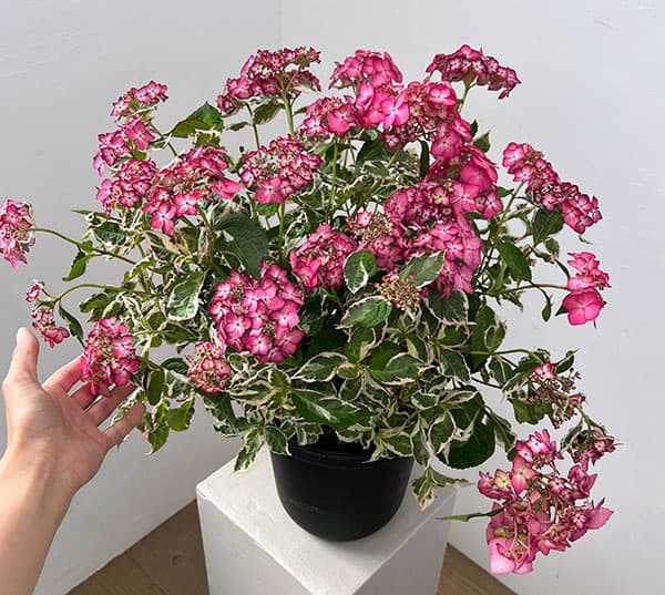 ヤマアジサイ：御殿場錦（ゴテンバニシキ）ピンク7号鉢植え