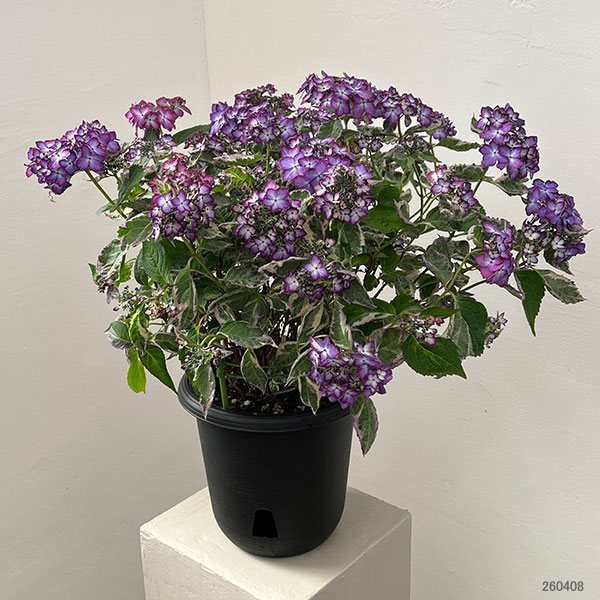 ヤマアジサイ：陽炎（カゲロウ）ブルー7号鉢植え