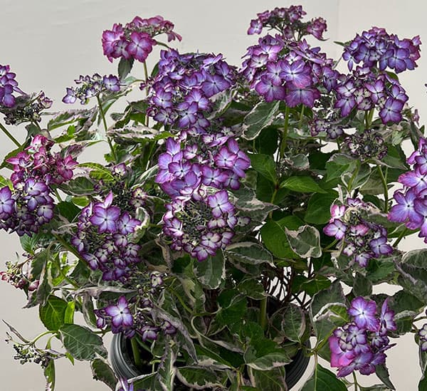 ヤマアジサイ：陽炎（カゲロウ）ブルー7号鉢植え