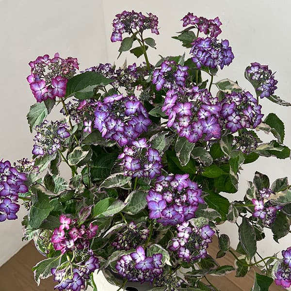 ヤマアジサイ：陽炎（カゲロウ）ブルー7号鉢植え