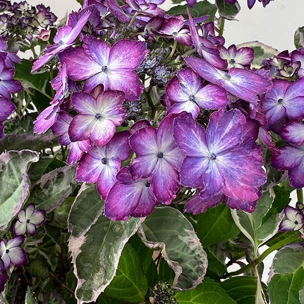 ヤマアジサイ：陽炎（カゲロウ）ブルー7号鉢植え