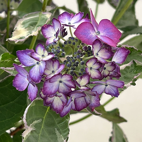 ヤマアジサイ：陽炎（カゲロウ）ブルー7号鉢植え