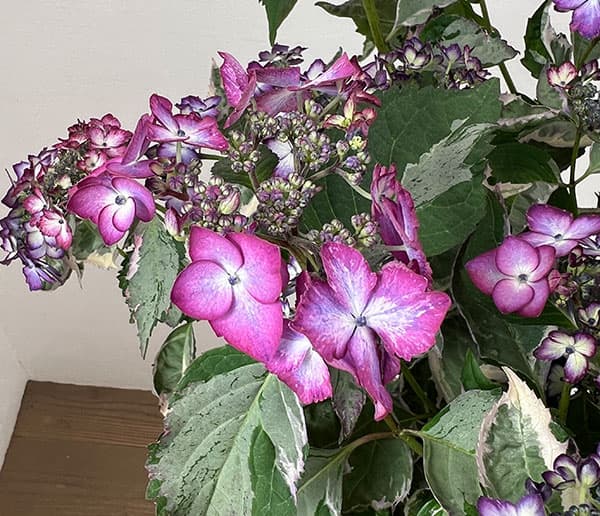 ヤマアジサイ：陽炎（カゲロウ）ブルー7号鉢植え