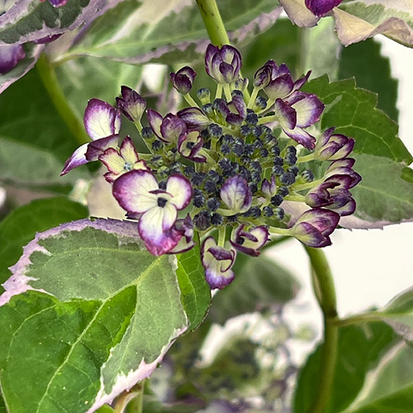 ヤマアジサイ：陽炎（カゲロウ）ブルー7号鉢植え