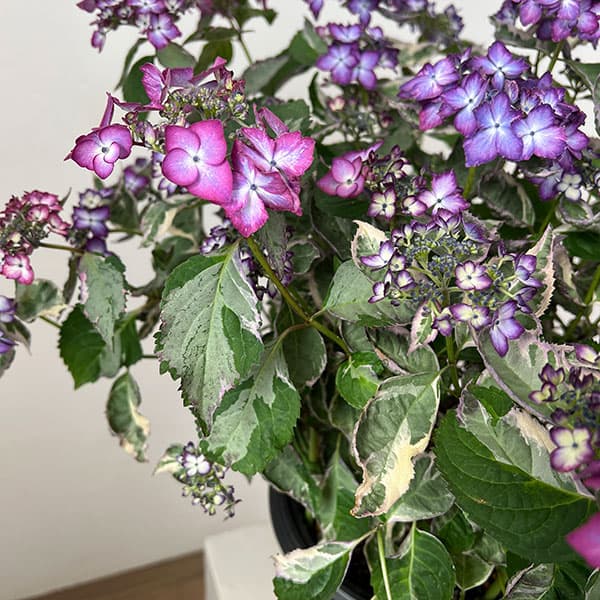 ヤマアジサイ：陽炎（カゲロウ）ブルー7号鉢植え